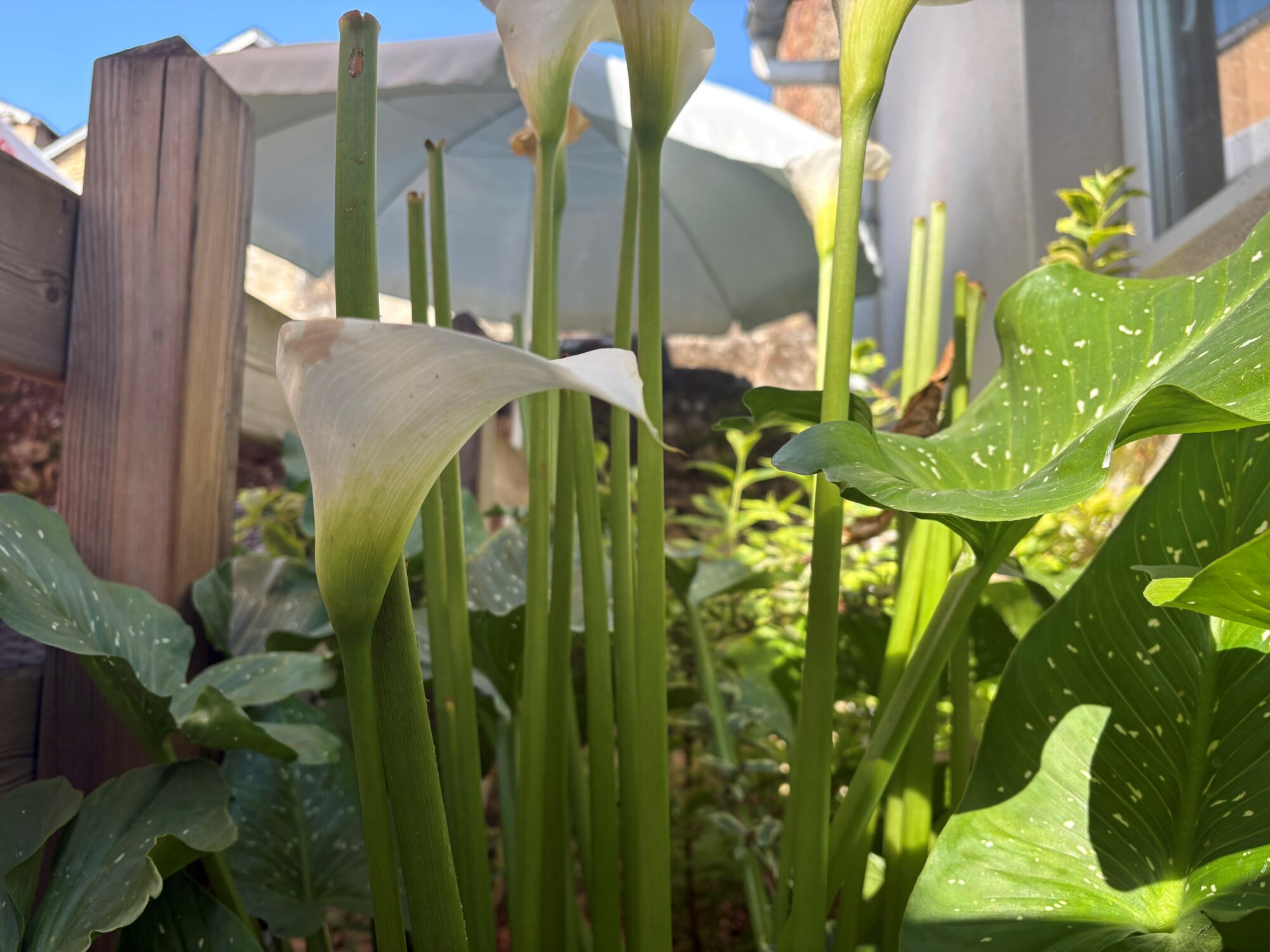 terrasse 4